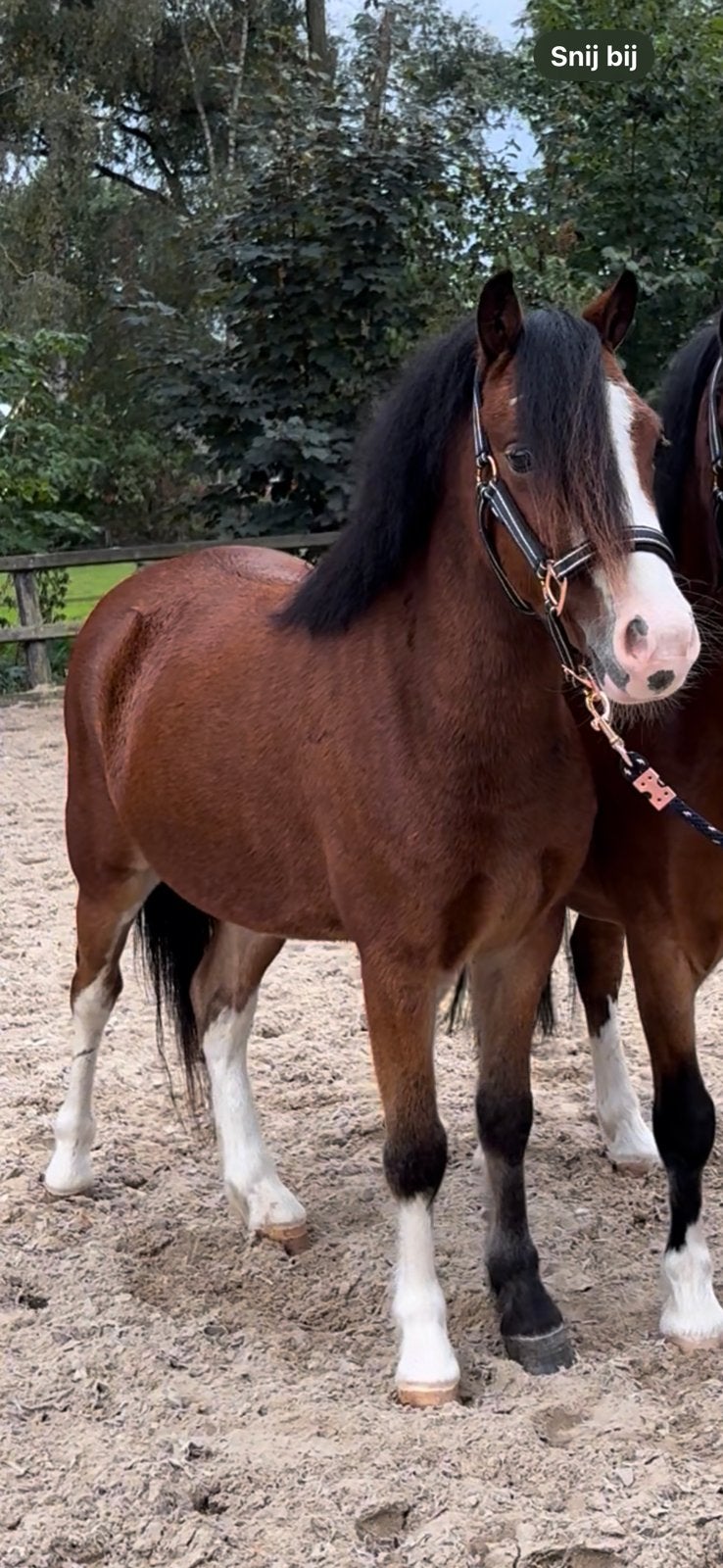 Bruine welsh a ruin 3,5 jaar 1.22m, Ruin, B pony (1.17m tot 1.27m), 3 tot 6 jaar