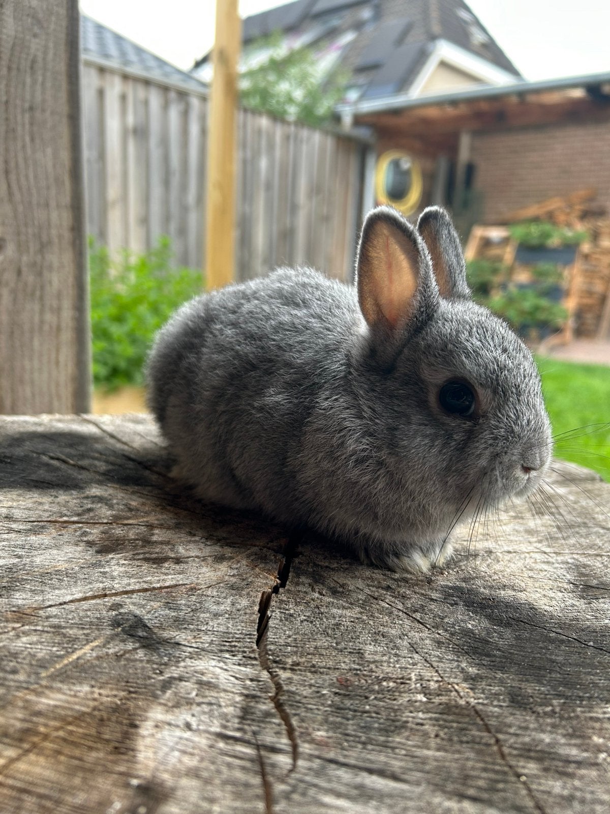 Kleurdwerg kleurdwergen chinchilla, Dieren en Toebehoren, Mannelijk, Dwerg