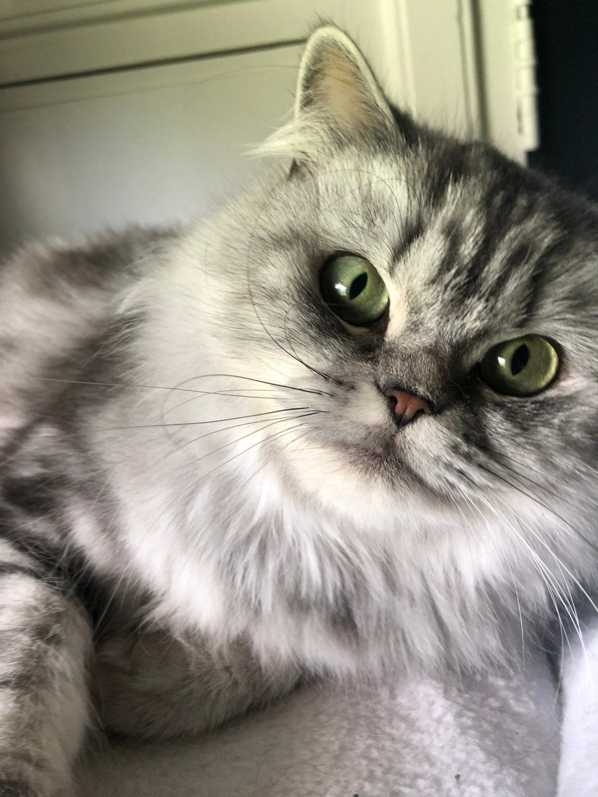 Britse Langhaar poes - herplaatser, Dieren en Toebehoren, Poes