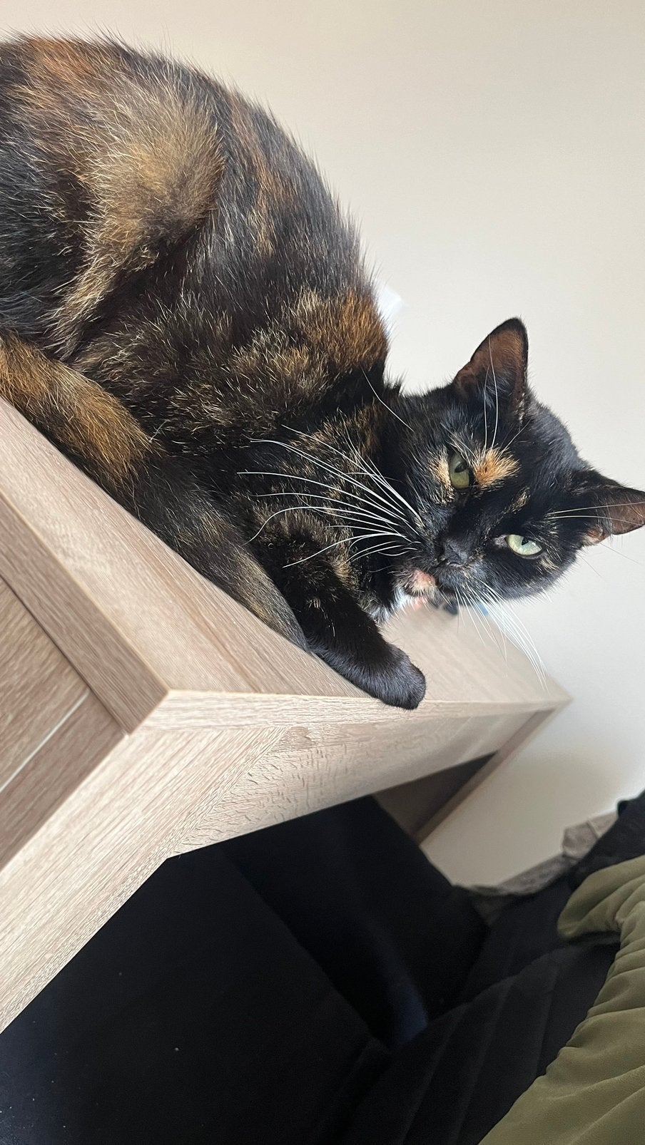 Lieve schilpad poes zoekt een nieuw huisje❤️, Dieren en Toebehoren, Poes