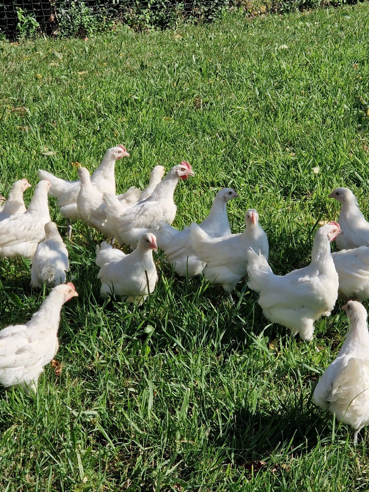 Poule de Bresse, Meerdere dieren, Kip