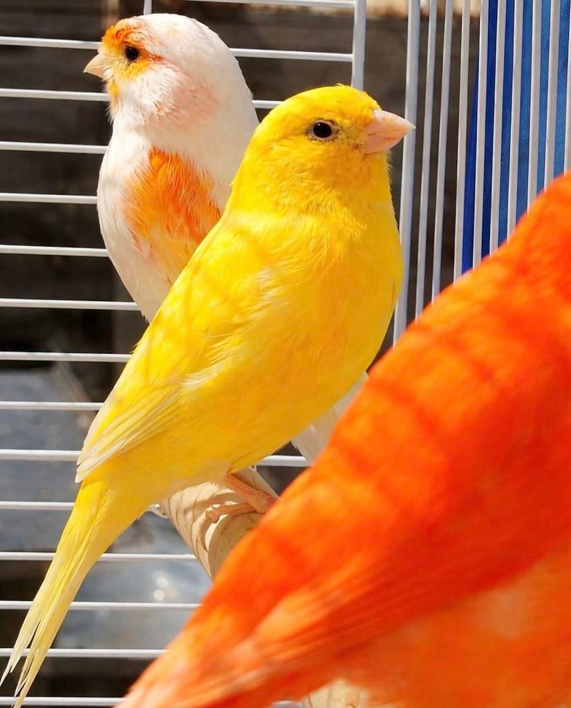 zingende postuur kanaries, Dieren en Toebehoren, Vogels | Kanaries, Meerdere dieren, Kleurkanarie
