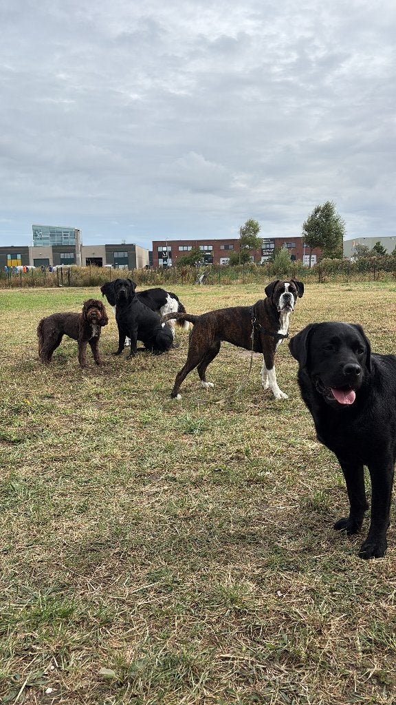 Dagopvang totally4dogs, Uitlaatservice