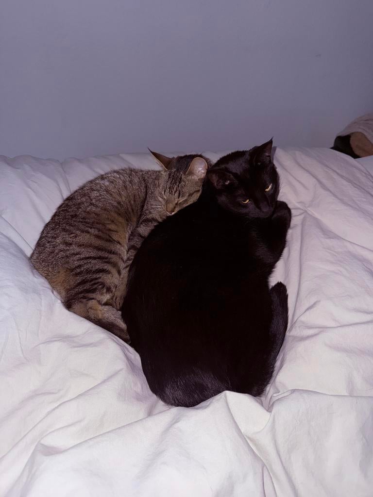 SPOED Katten op zoek naar een liefdevolle huis., Dieren en Toebehoren, Katten en Kittens | Overige Katten, Poes