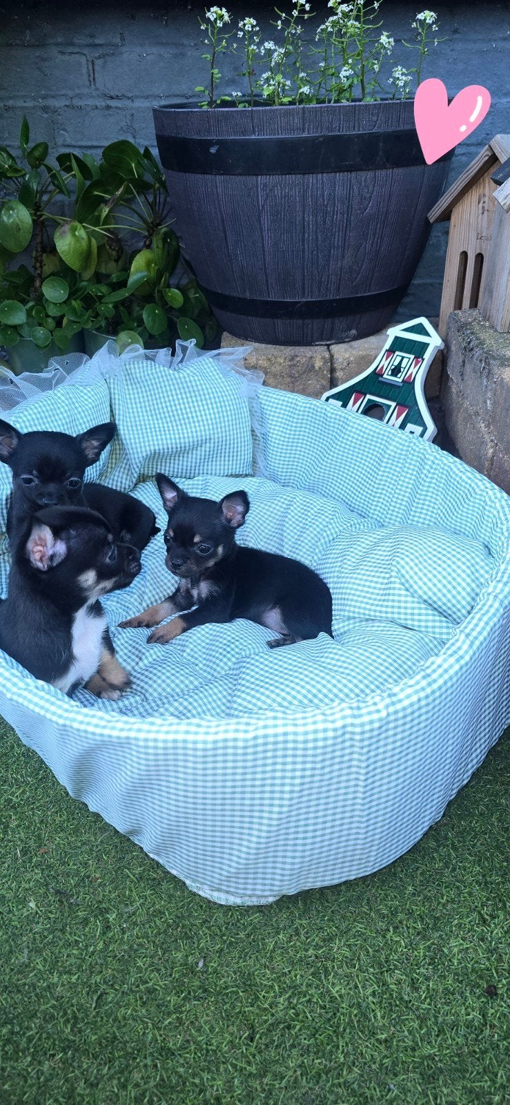Lieve mooie gezonde chihuahua pupjes, 8 tot 15 weken, Meerdere, Meerdere dieren, Chihuahua