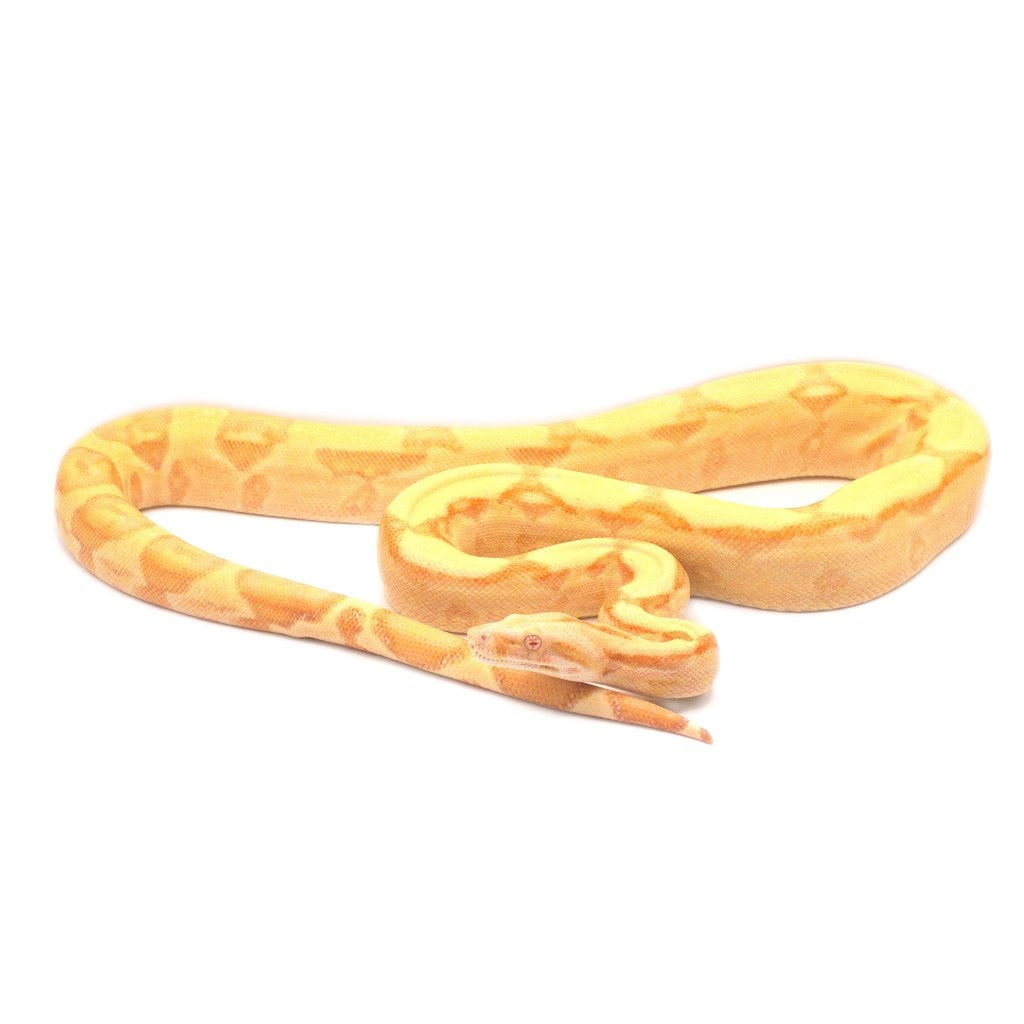 Boa Constrictor Imperator Litter 02 2026 Boa Constrictor photo 5