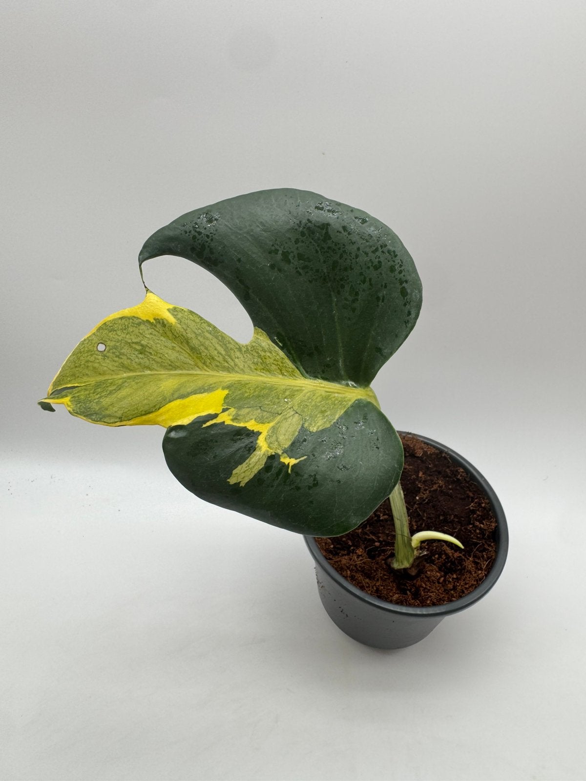 Monstera Agnell Variegata, Huis en Inrichting, Ophalen of Verzenden, Halfschaduw, Minder dan 100 cm