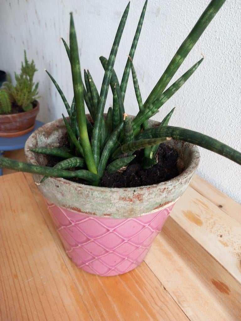 Afrikaanse speer met vrolijke pot., Huis en Inrichting, Kamerplanten, Ophalen, Halfschaduw, Minder dan 100 cm