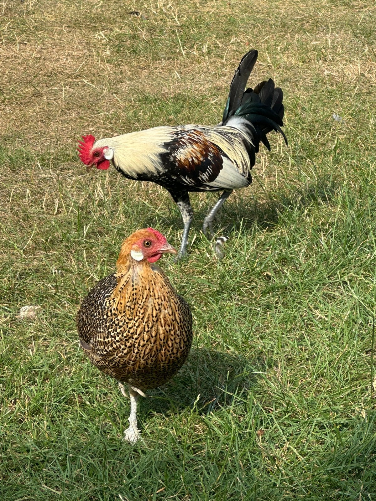 Krielkipjes hennen en haantje, Dieren en Toebehoren, Meerdere dieren, Kip