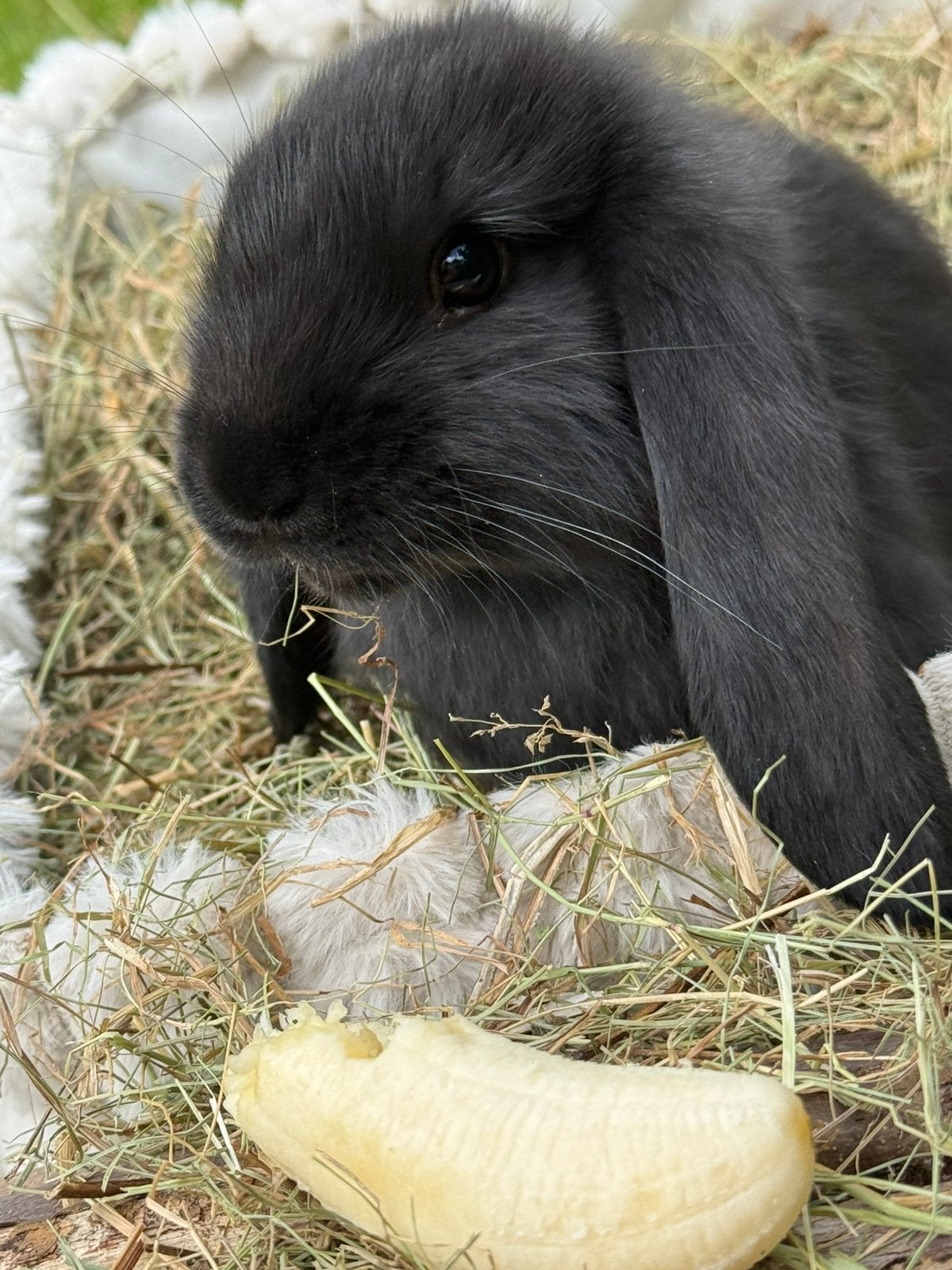 Franse hangoor konijntjes - mogen het nest verlaten !, Dieren en Toebehoren, Konijnen, Meerdere dieren, Groot, Hangoor, 0 tot 2 jaar