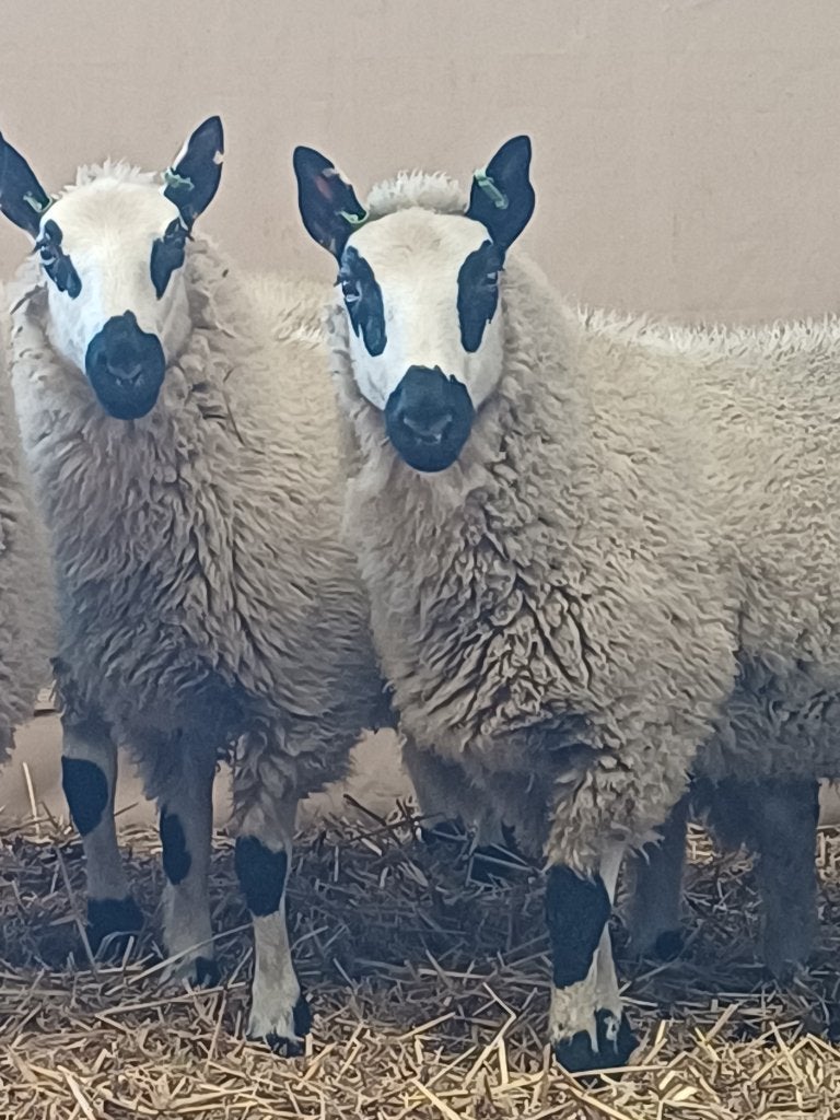 Dieren en toebehoren, Mannelijk, Schaap, 0 tot 2 jaar