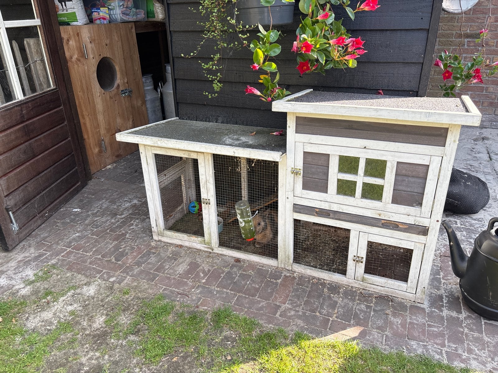 Konijnen hok met konijn, Dieren en Toebehoren, 110 cm of meer, Zo goed als nieuw, Konijn, Hok