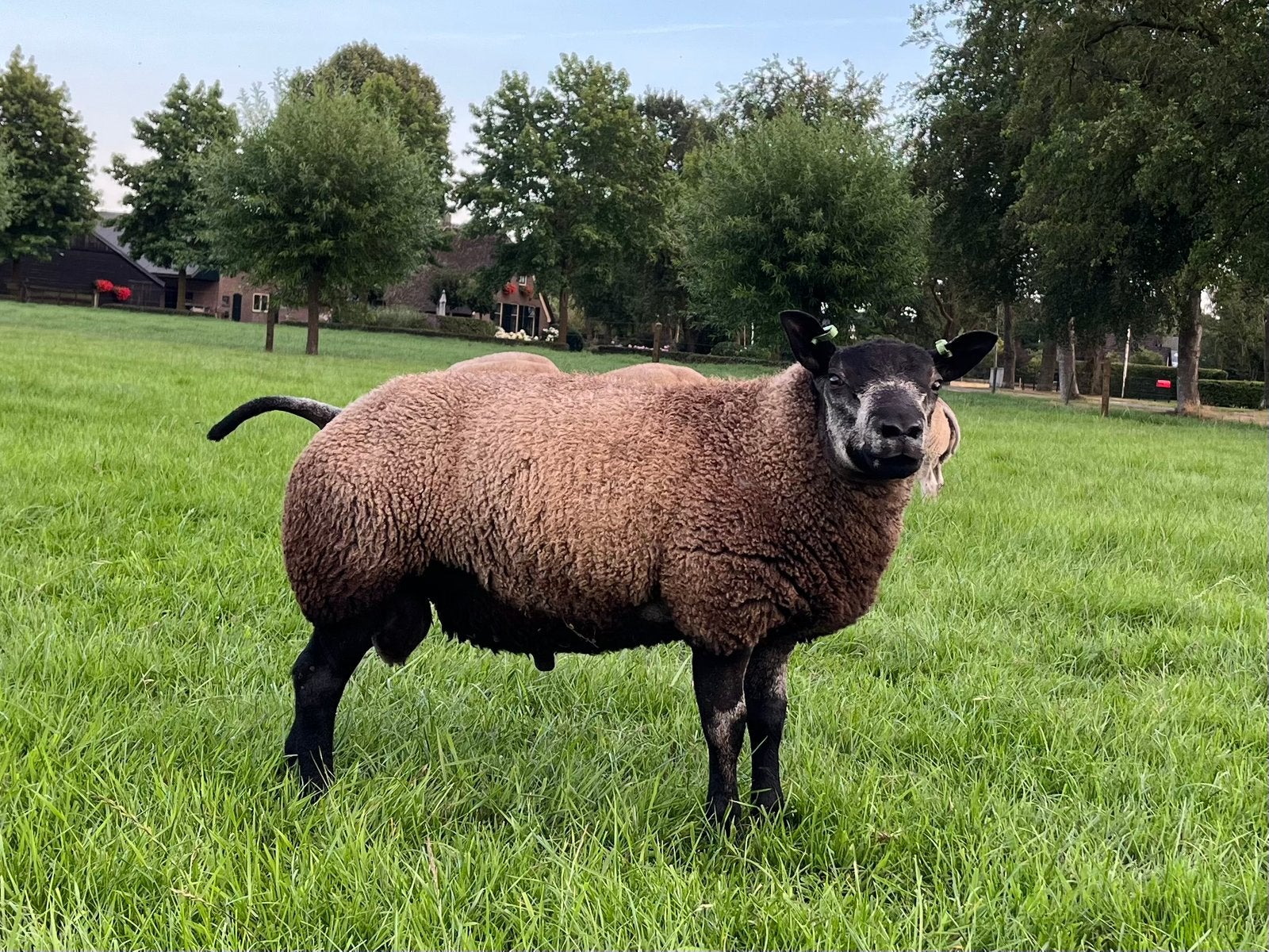 Blauwe Texelaar ramlam, Mannelijk, Schaap, 0 tot 2 jaar