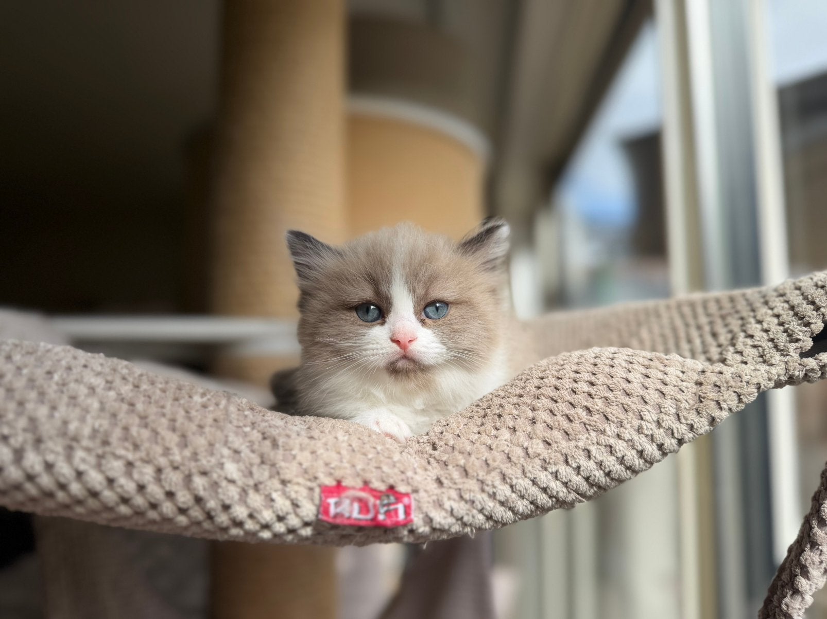 Ragdoll kittens met stamboom, Dieren en Toebehoren, Katten en Kittens | Raskatten | Langhaar, Meerdere dieren, Met stamboom, 0 tot 2 jaar