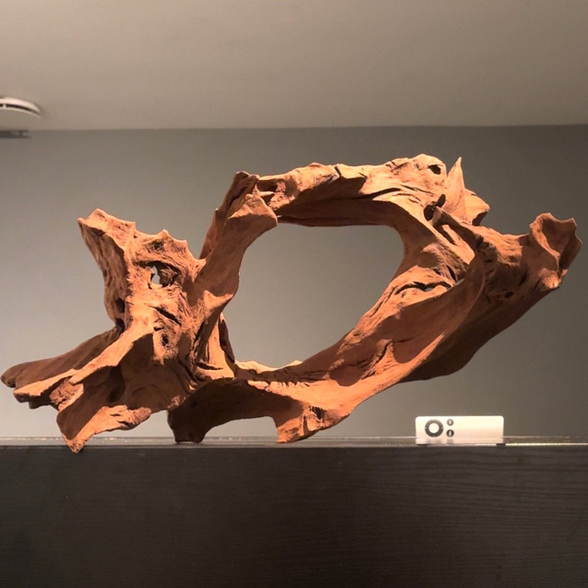 Uniek stuk Kienhout / Spiderwood / Driftwood, Hout Decoratie, Ophalen of Verzenden, Zo goed als nieuw, Plant(en), Steen of Hout