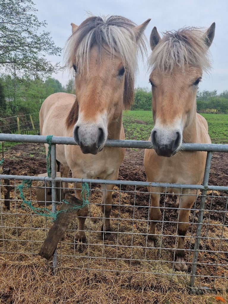 span fjord hengsten., Niet van toepassing, 0 tot 2 jaar, Hengst, Met stamboom