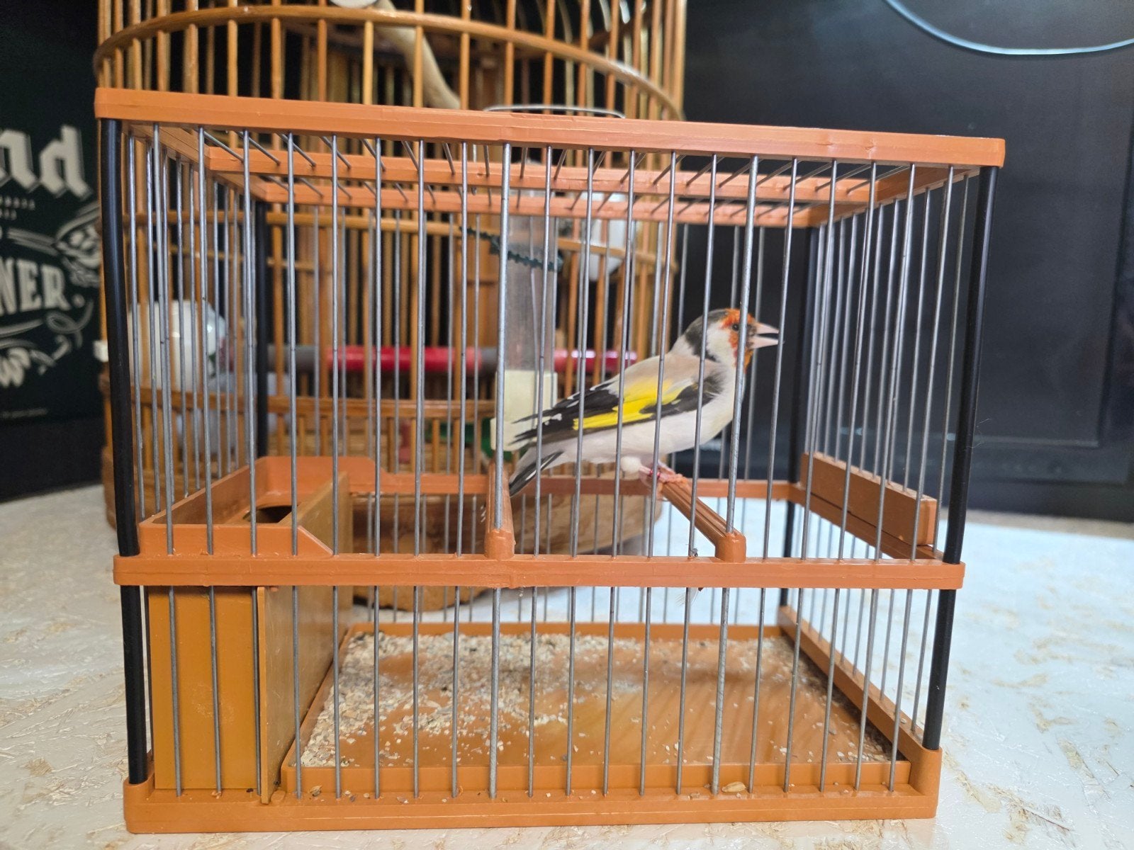 eumo man van 2024, Dieren en Toebehoren, Vogels | Overige Vogels, Mannelijk