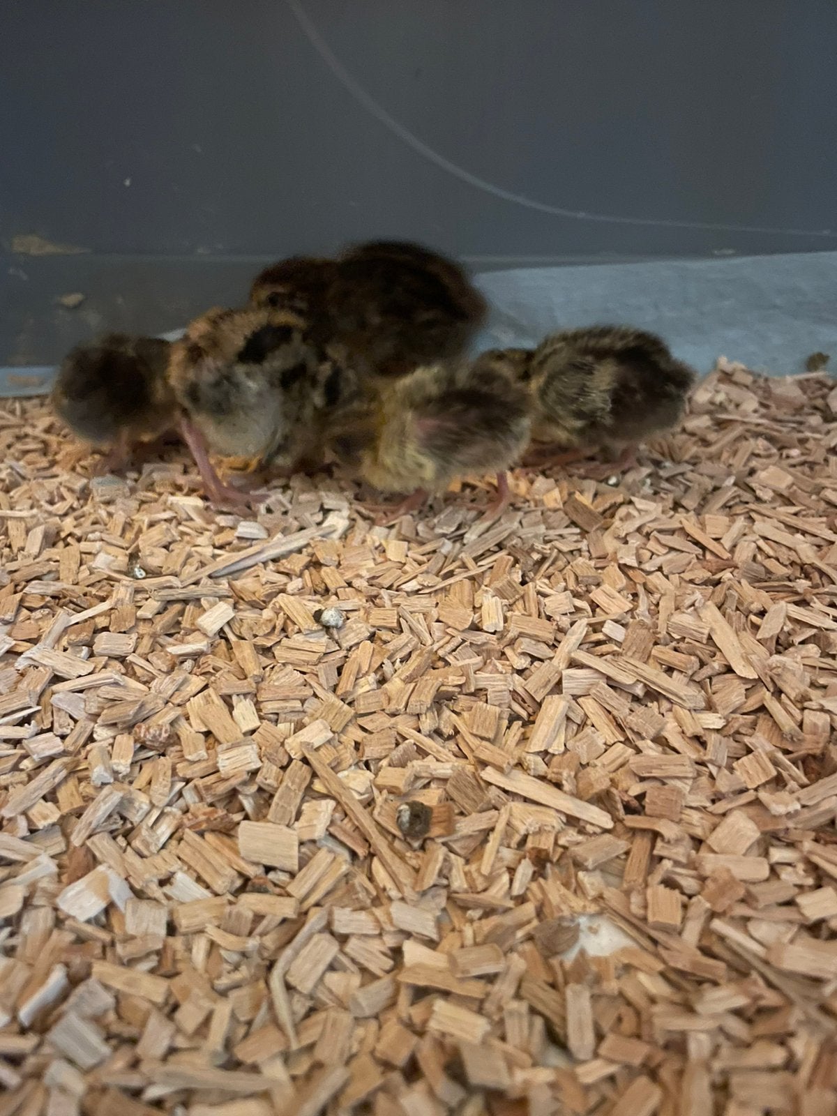ZIE BESCHRIJVING, Dieren en Toebehoren, Vogels | Kanaries, Zangkanarie, Meerdere dieren