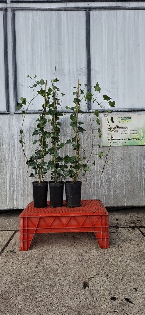 Hedera - Klimop, Ophalen, Vaste plant, Bloeit niet, Halfschaduw