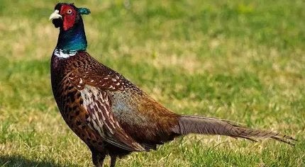 Broedeieren bosfazant, Meerdere dieren, Kip