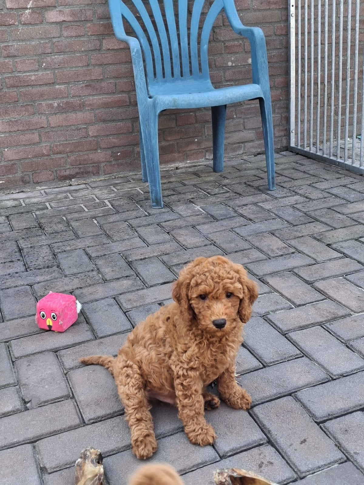 Mini Australian labradoedel, Dieren en Toebehoren, 8 tot 15 weken, Parvo, Meerdere, Meerdere dieren