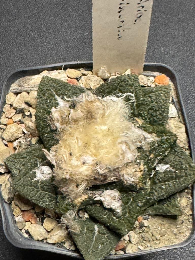 Cactus Ariocarpus fissuratus, Ophalen of Verzenden, Zomer, Overige soorten, Halfschaduw