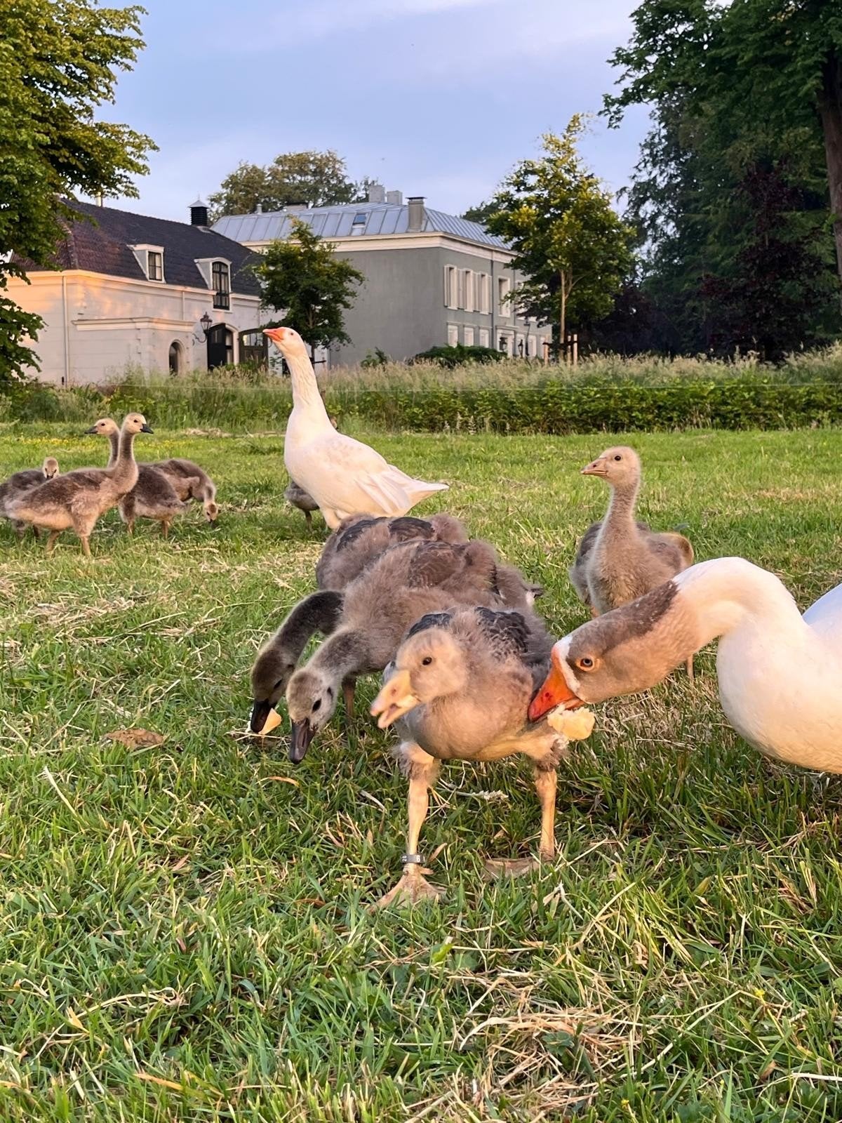 Te koop Grauwe ganzen kuikens, Meerdere dieren, Gans of Zwaan