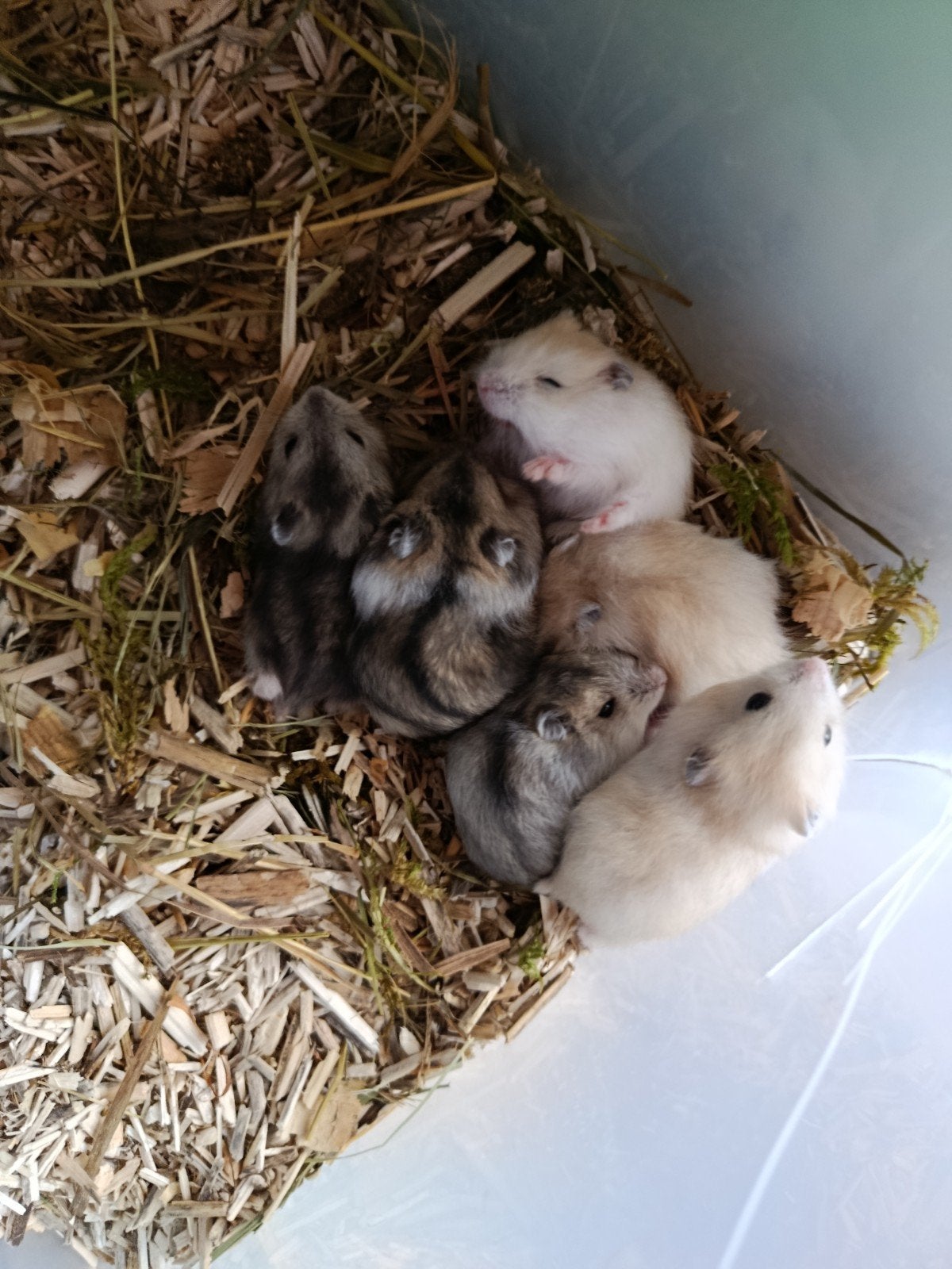 hamsters België, Dieren en Toebehoren, Hamster, Meerdere dieren, Tam, September