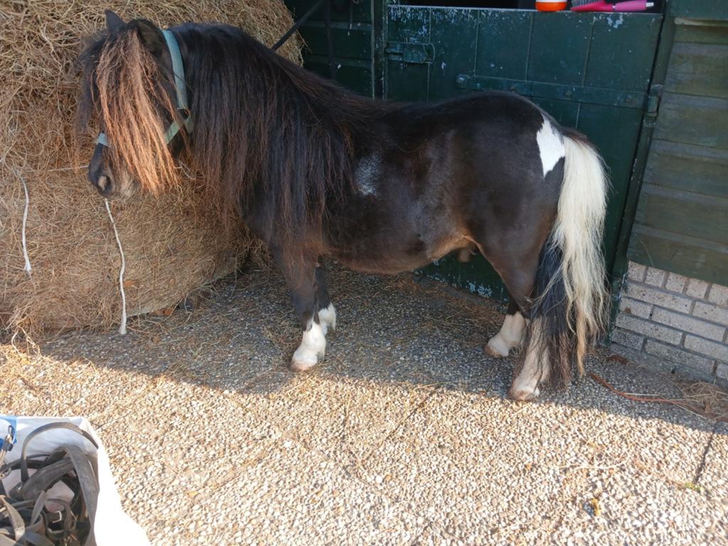 Te koop lieve shetlander  hengst, Hengst, A pony (tot 1.17m), 3 tot 6 jaar