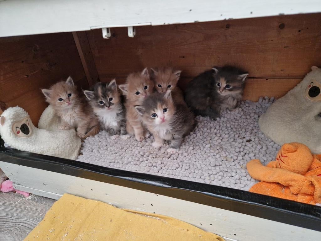 Prachtige Maine Coon Kittens, Dieren en Toebehoren, Katten en Kittens | Raskatten | Langhaar, Meerdere dieren, Gechipt