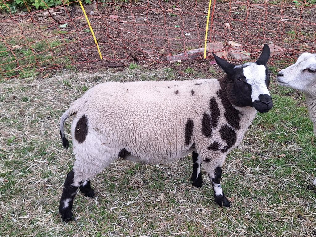 Luxe bonte ram, Dieren en Toebehoren, Schapen, Geiten en Varkens, Mannelijk, Schaap, 0 tot 2 jaar