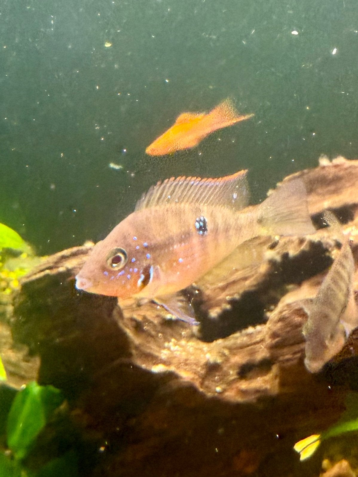 Mooi halfwas mannetje Thorichthys maculipinnis ca. 6 cm, Vis