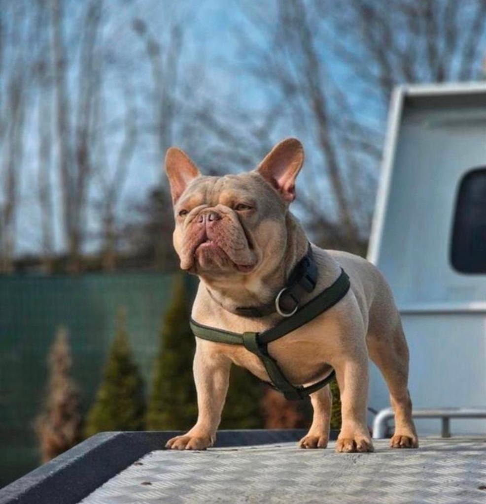 Franse bulldog dekreu, Dieren en Toebehoren, Honden | Bulldogs, Pinschers en Molossers, België, Fokker | Hobbymatig, Reu, 1 tot 2 jaar