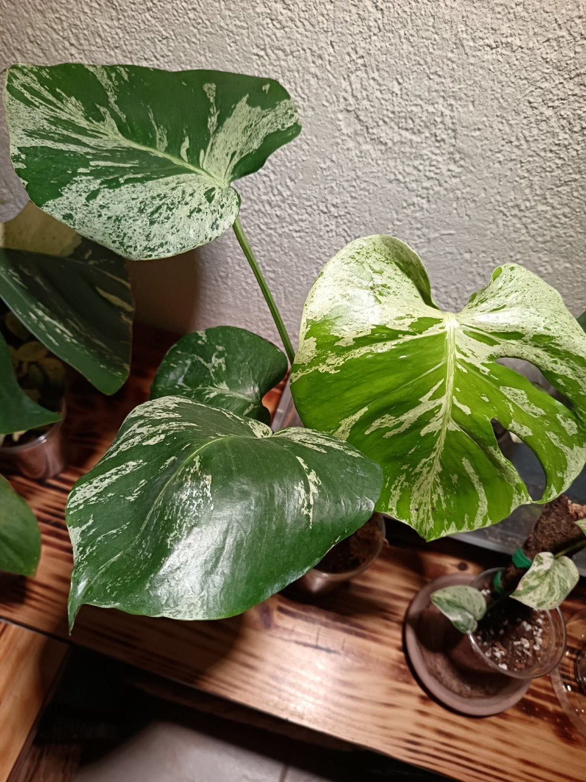 Monstera bulbasaur, Ophalen of Verzenden, Overige soorten, Volle zon