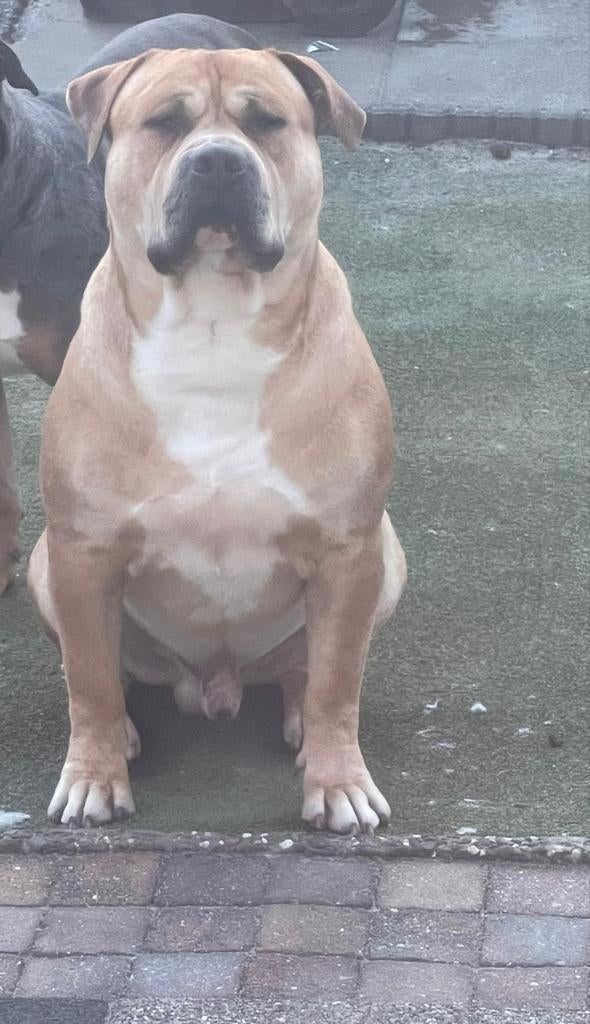 Bully XL Dek Reu met stamboom te koop., Dieren en Toebehoren, Honden | Dekreuen, Parvo, Reu, Eén hond, 3 tot 5 jaar