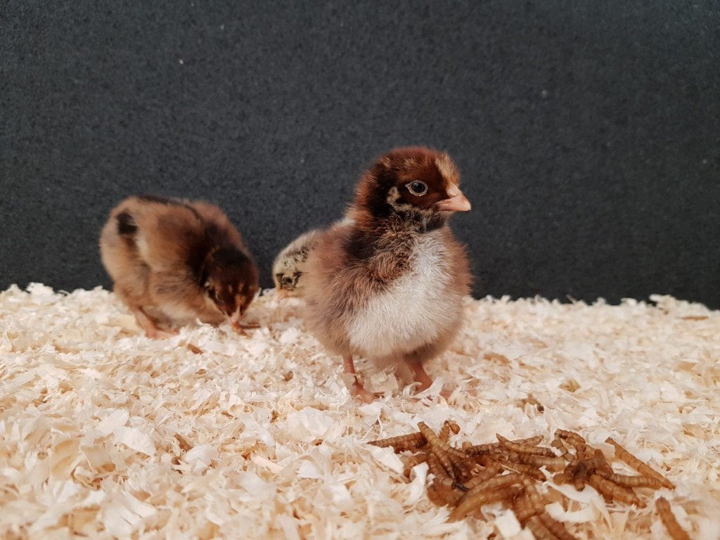 Barnevelder kriel kippenkuikens | Gesekst en Ingeënt, Dieren en Toebehoren, Pluimvee, Vrouwelijk, Kip