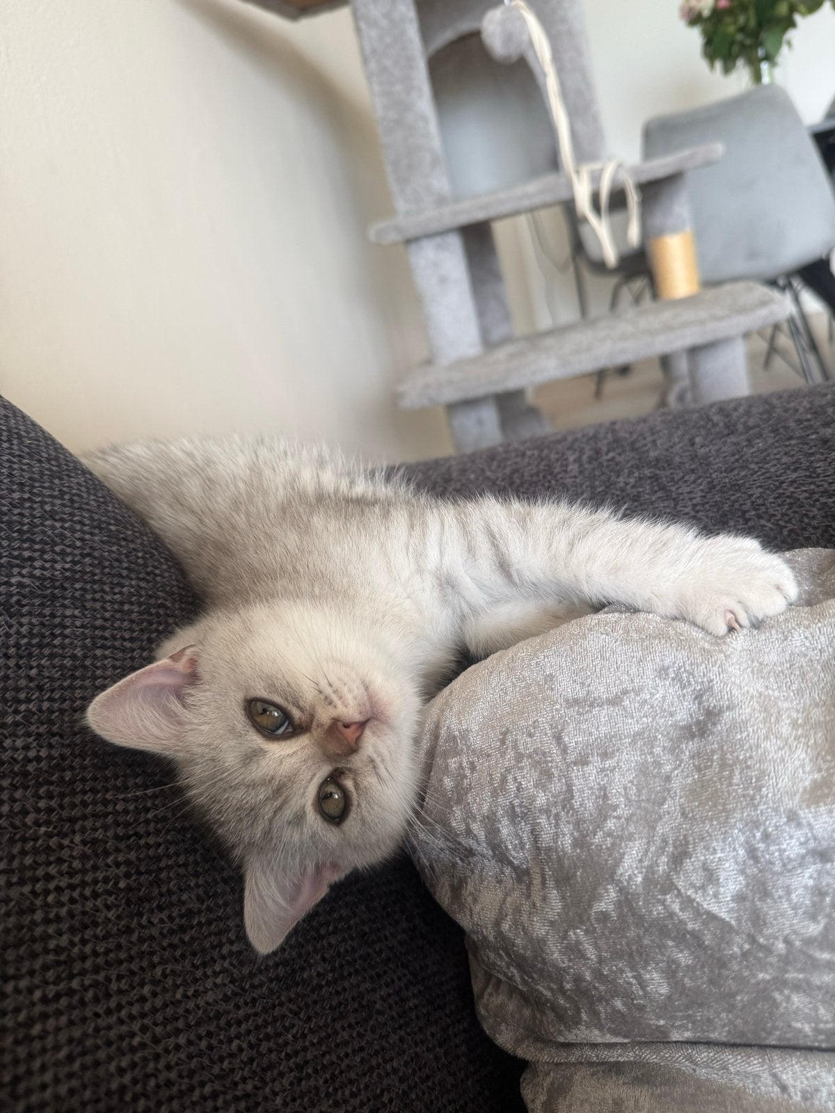 Britse korthaar kitten- 11 weken, Kater, Kortharig