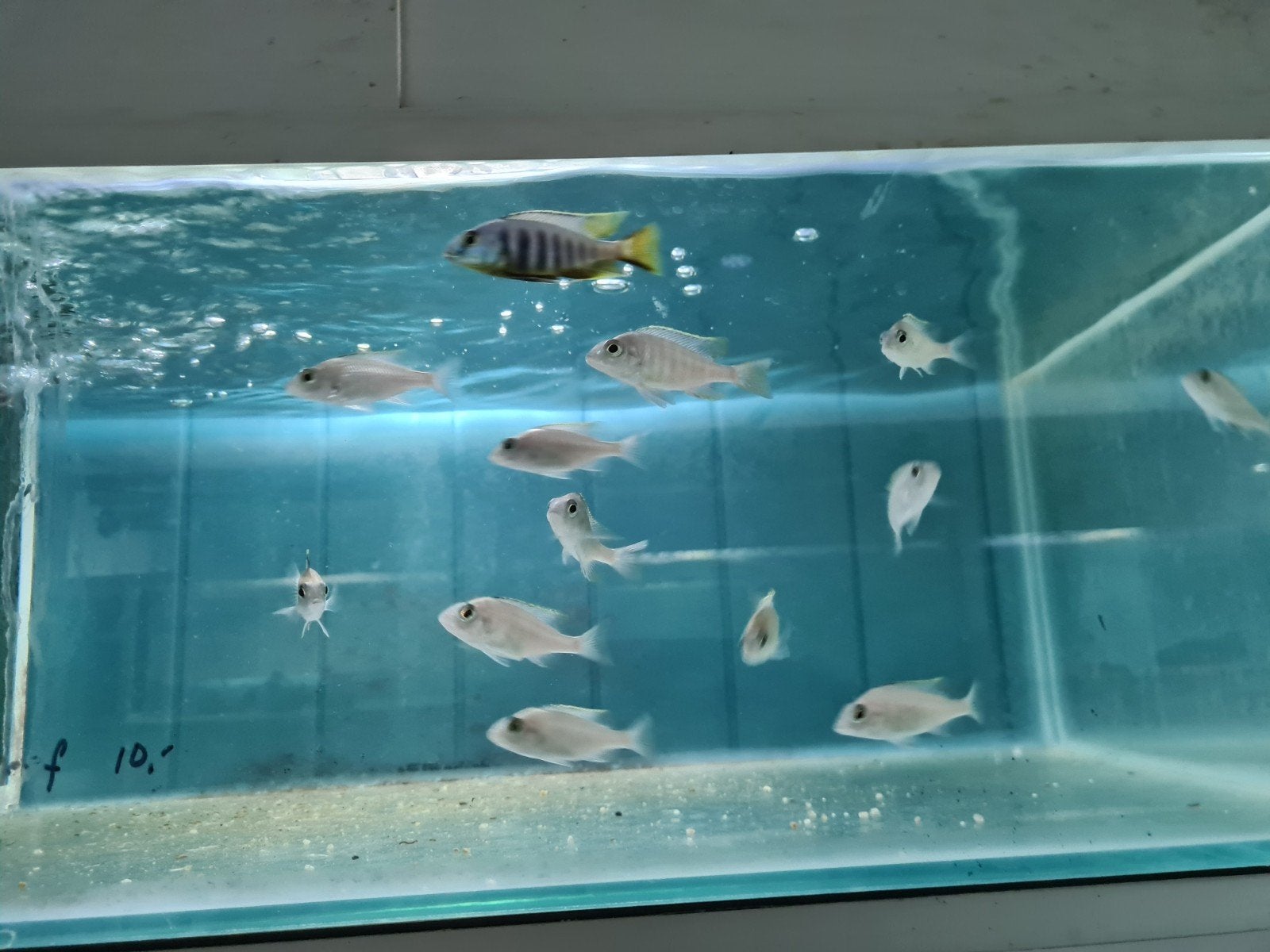 Placidochromis Jalo Reef Malawi Cichliden, Vis, Zoetwatervis