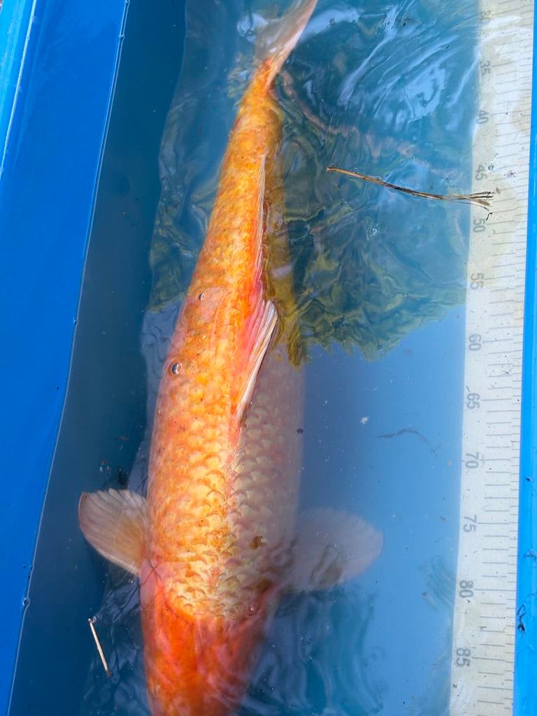 Diverse koi, mooie prijzen tot 75 cm (300 samen), Karper of Koi