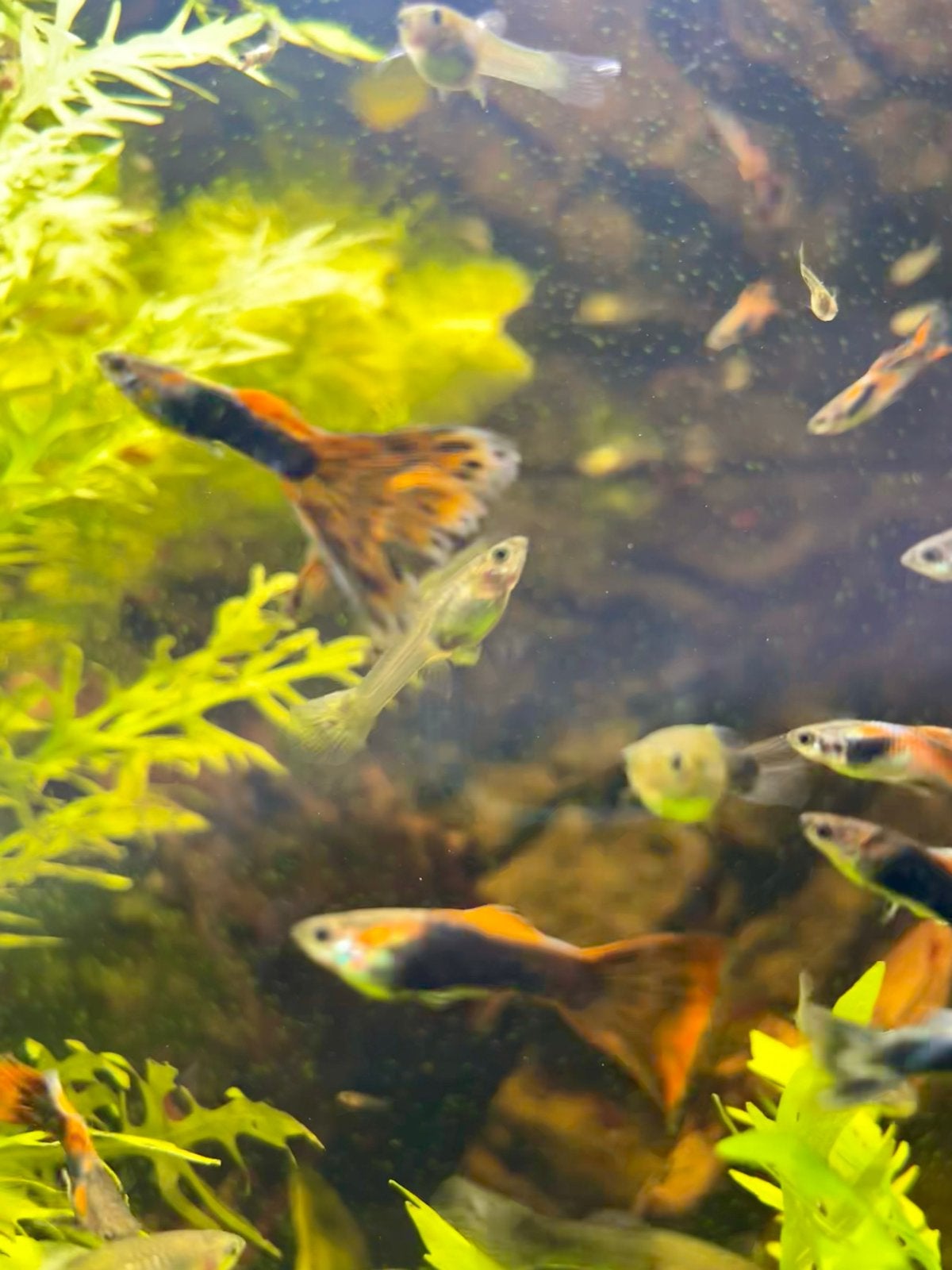 Guppies gratis, Dieren en Toebehoren, Vissen | Aquariumvissen, Vis