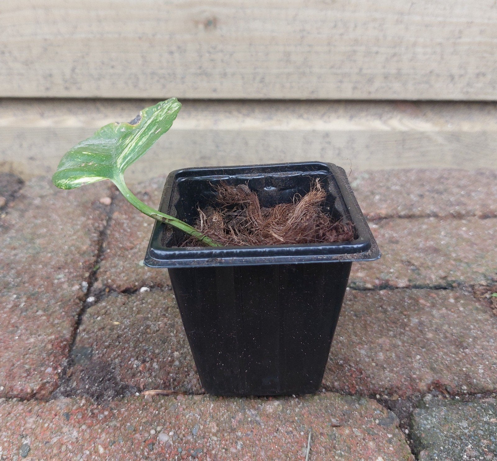 Stekje van de pothos, Ophalen, Halfschaduw, Minder dan 100 cm