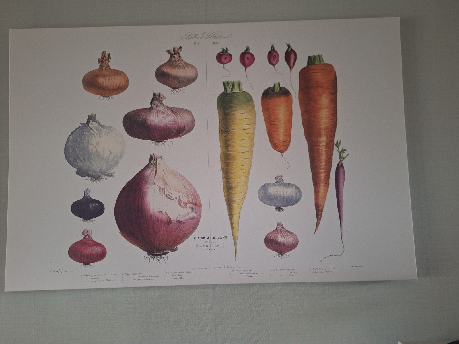 Ikea Uien en Wortelen Poster - Botanische Print, Ophalen, 50 – 75, 75 tot 100 cm, Print