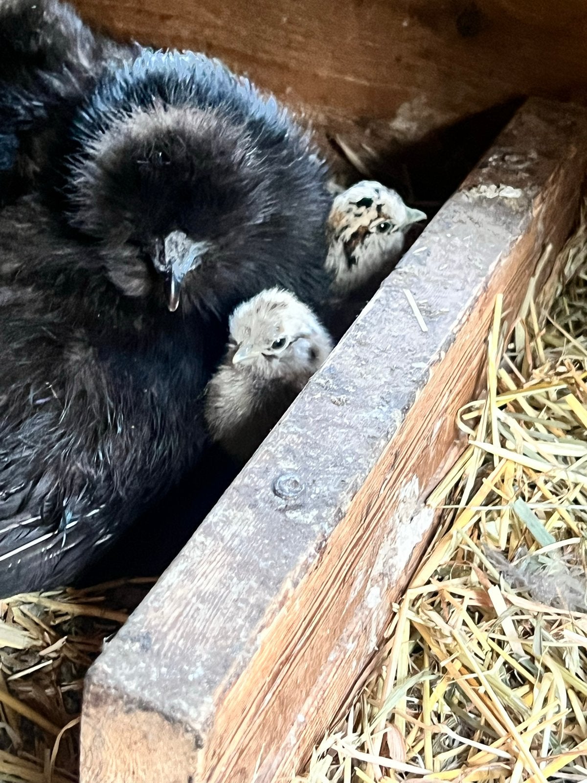 Zijdehoen Haan en hen met kuikens, Meerdere dieren, Kip