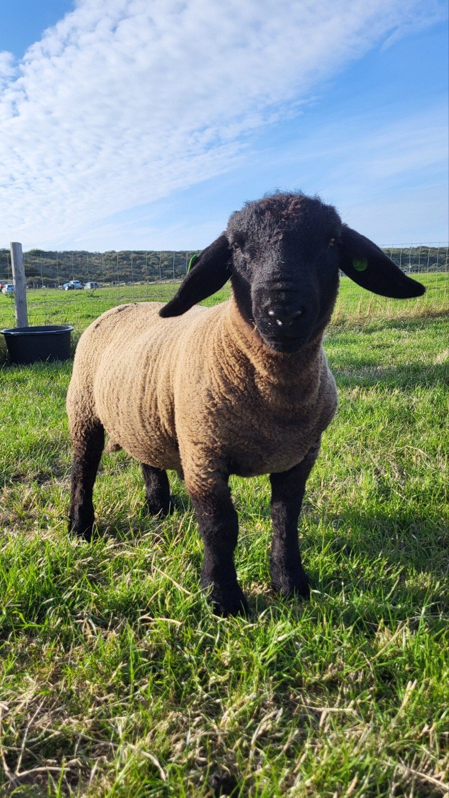 Suffolk stamboek ramlammeren, Dieren en Toebehoren, Meerdere dieren, Geit