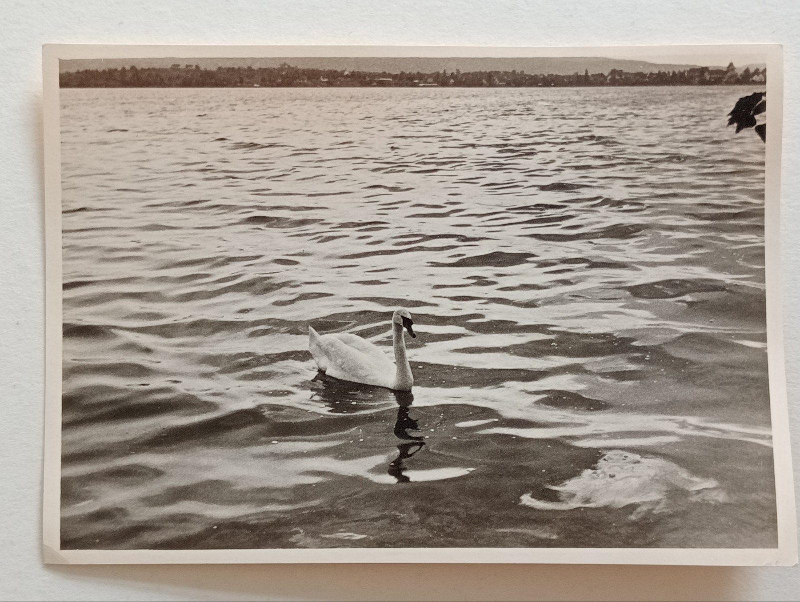 Zwaan op een meer jaren 40-60, Verzamelen, Ophalen of Verzenden, 1940 tot 1960, Gebruikt