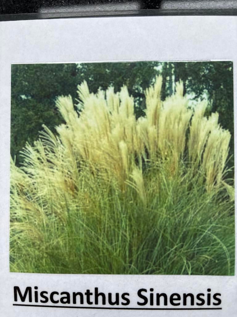 Miscanthus Sinensis - Prachtig Siergras voor uw Tuin, Tuin en Terras, Planten | Tuinplanten, Volle zon, Vaste plant, Siergrassen