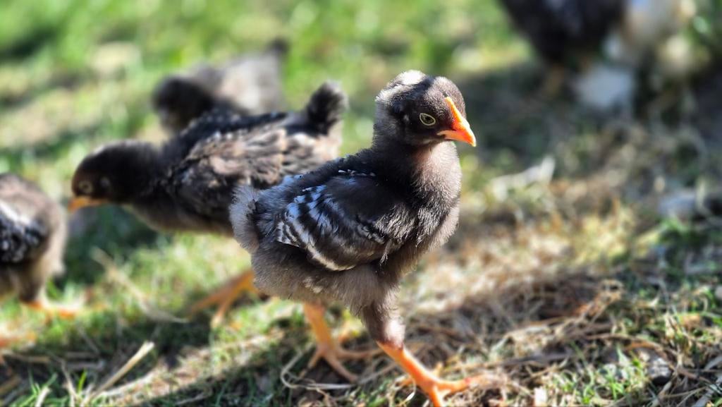Amrocks groot, geboren 2026, zowel hen als haan beschikbaar, Dieren en Toebehoren, Pluimvee, Geslacht onbekend, Kip