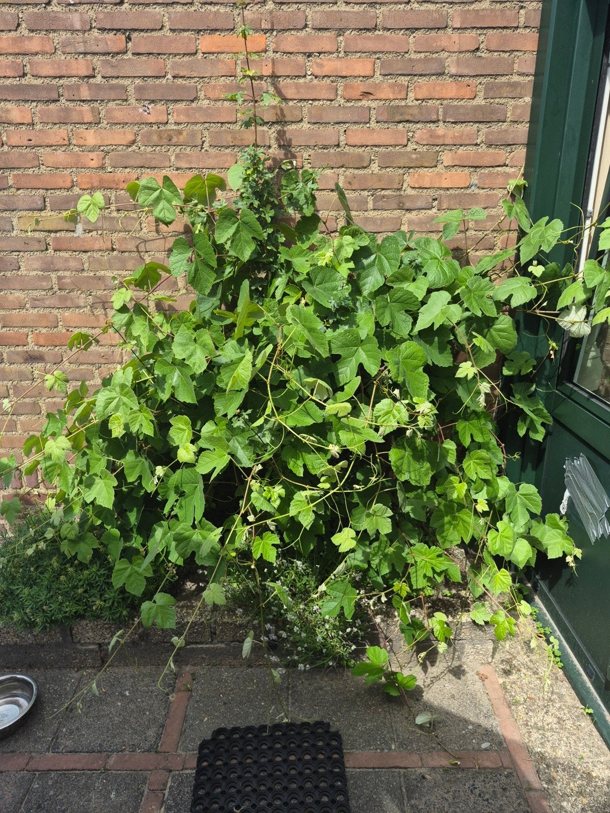 Druivenstruik voor wijn - Dikke stam, al gesnoeid, Ophalen, Volle zon, Vaste plant, Zomer