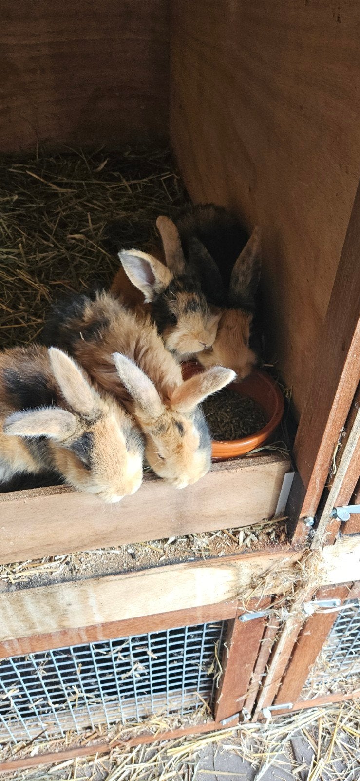 jonge Japanner konijnen, Dieren en Toebehoren, Meerdere dieren, Middelgroot, 0 tot 2 jaar