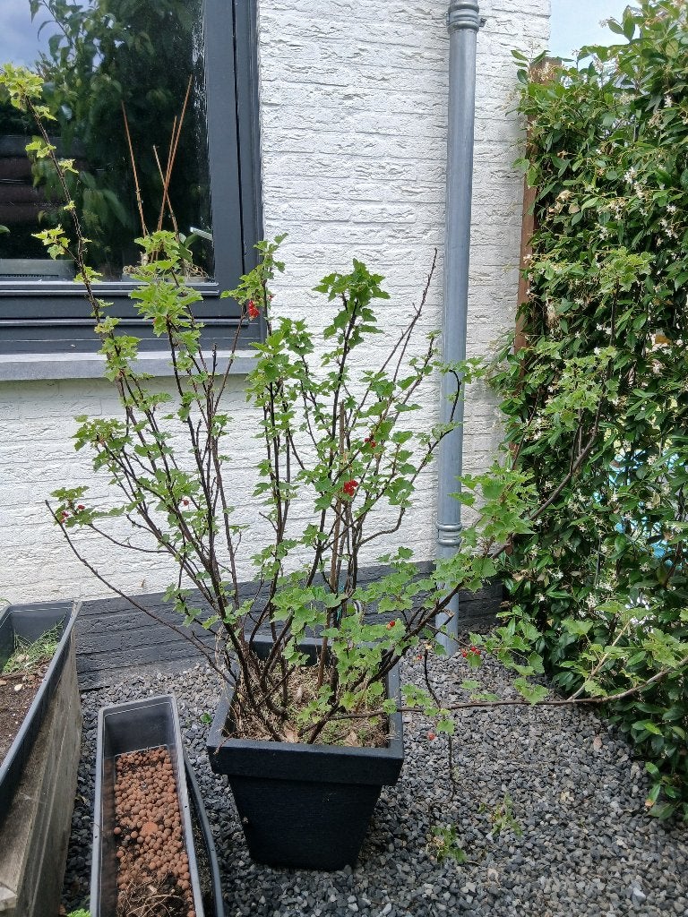 Bessen struik, Tuin en Terras, Planten | Struiken en Hagen, Ophalen, Overige soorten, Struik, 100 tot 250 cm